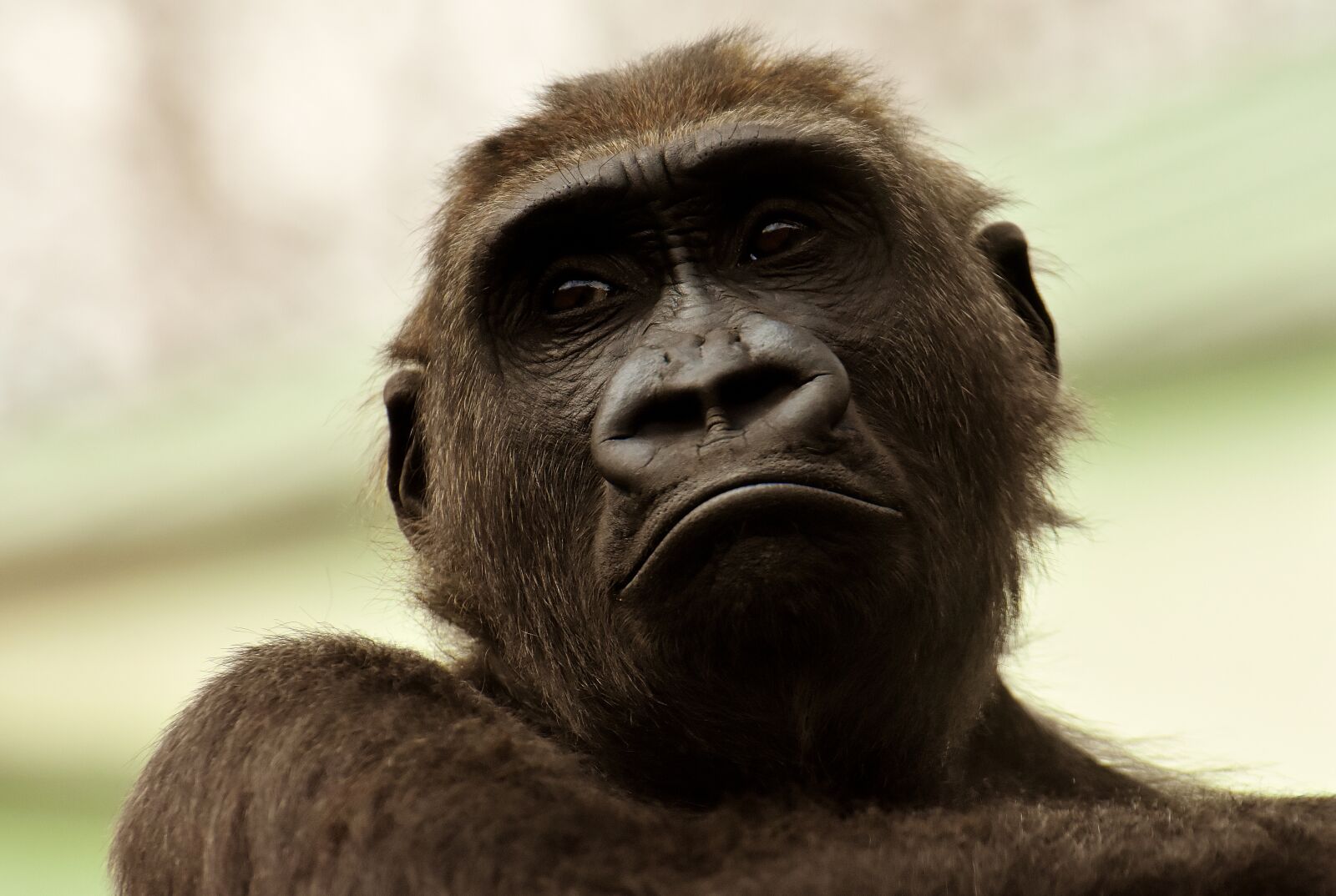 Nikon D7200 sample photo. Gorilla, monkey, animal photography