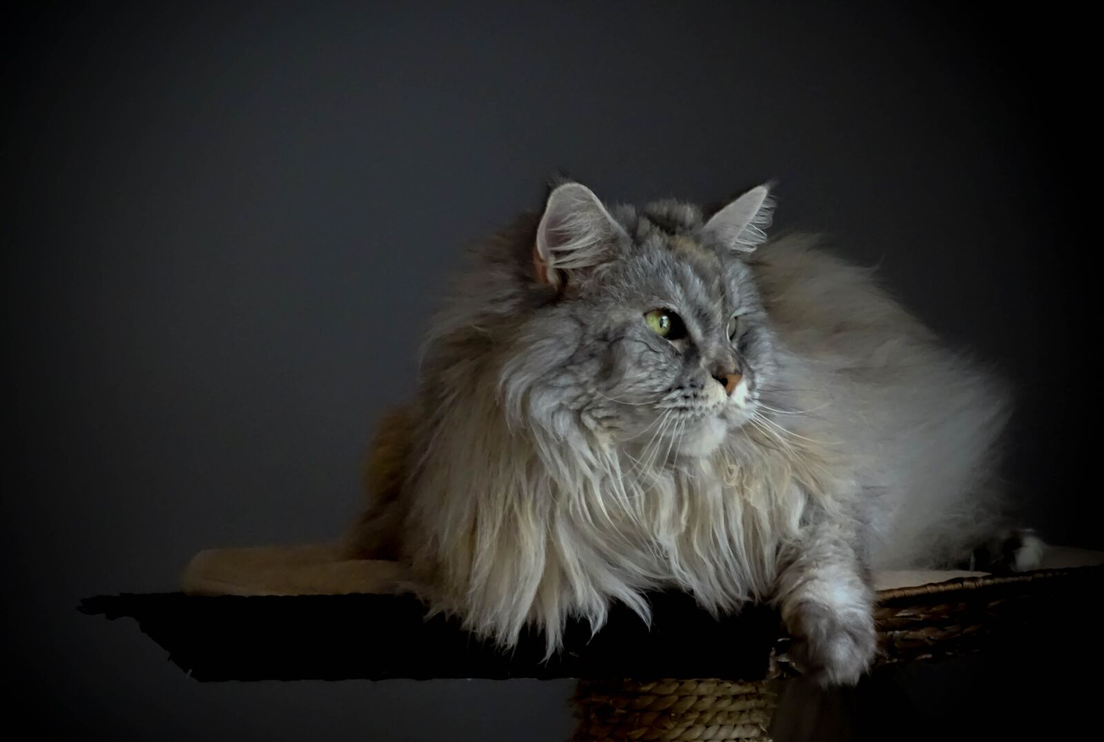 Sony Cyber-shot DSC-HX400V sample photo. Cat, maine coon, cute photography