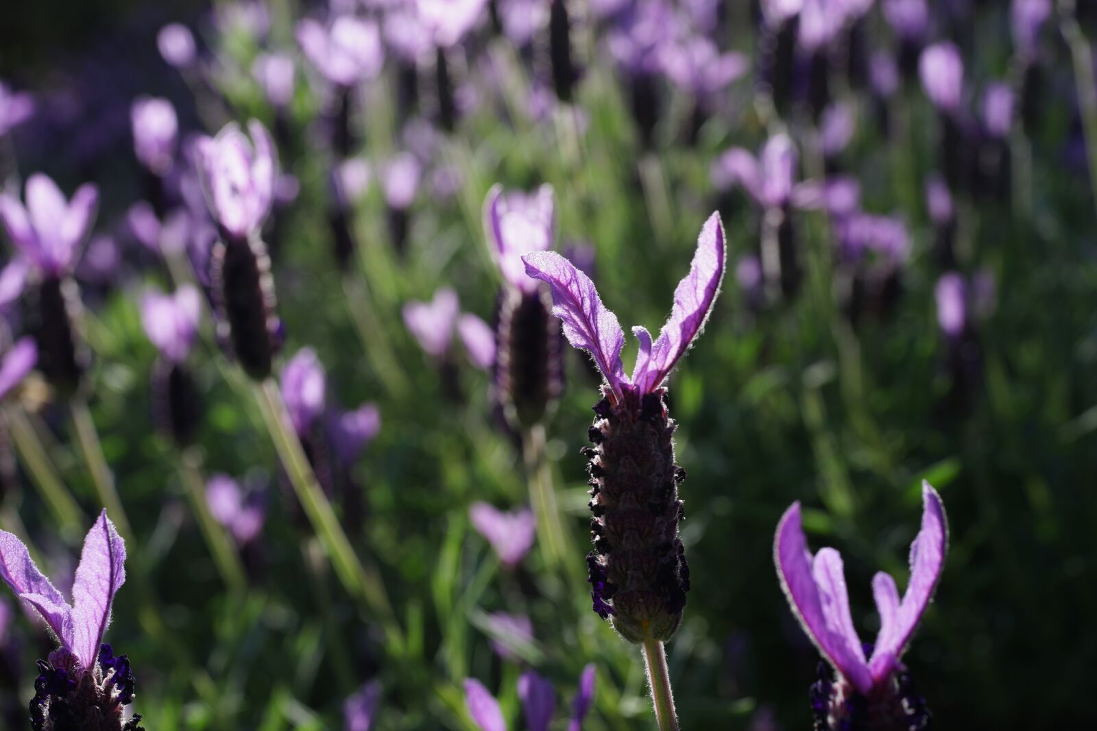 Sony Cyber-shot DSC-RX1R sample photo. Lavender garden, field, purple photography