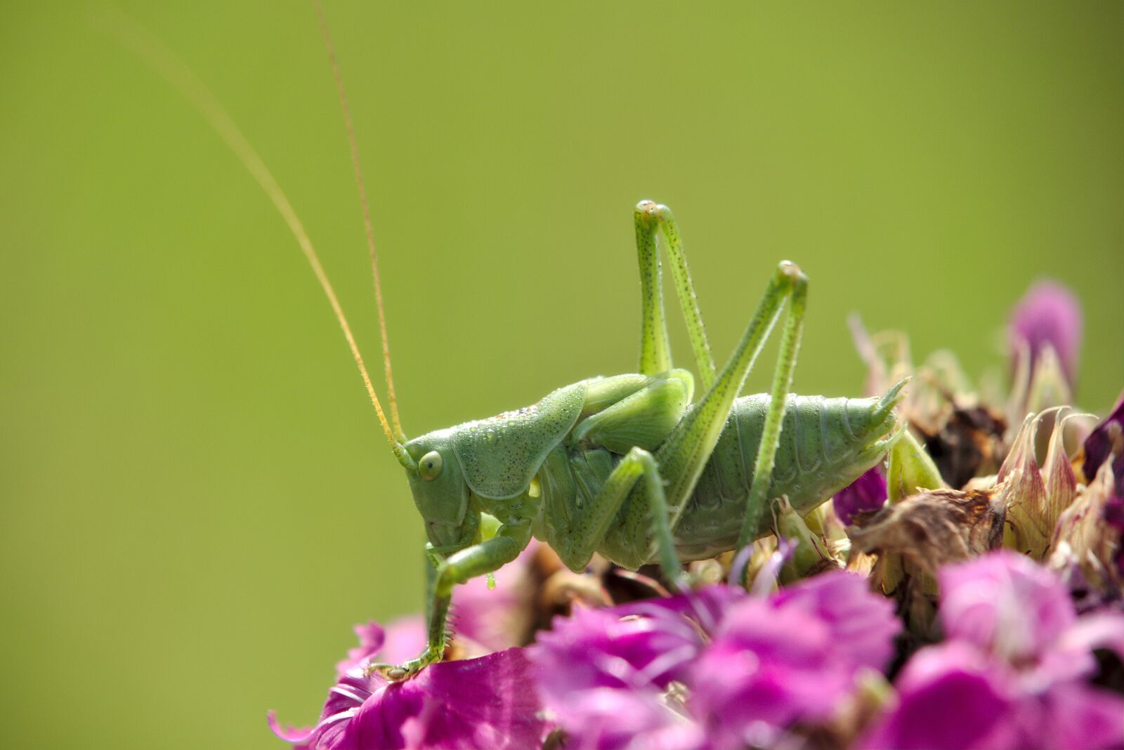 Canon EOS M5 sample photo. Flower, grasshopper, nature photography