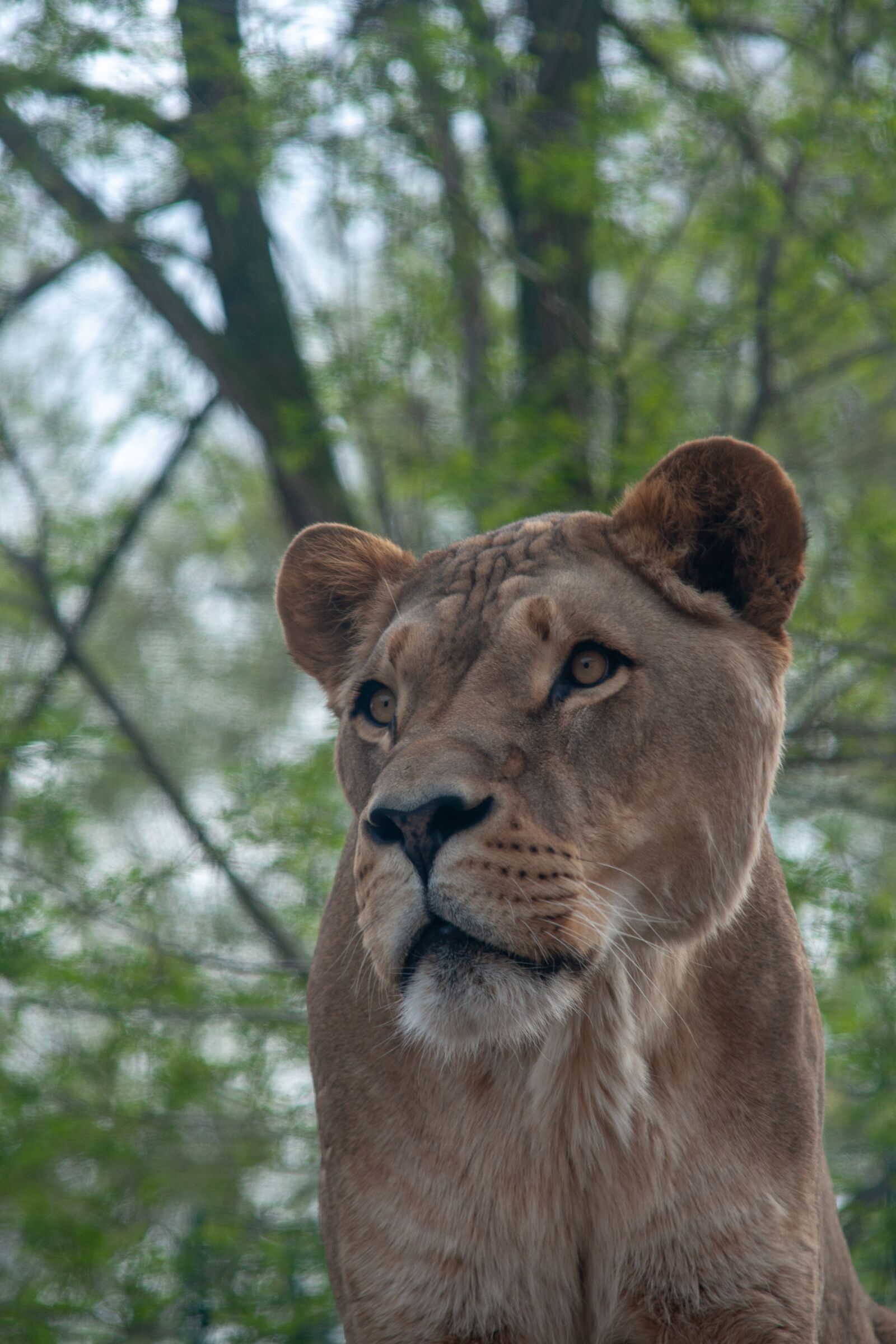 Canon EOS 400D (EOS Digital Rebel XTi / EOS Kiss Digital X) sample photo. Zoo, lioness, lion photography