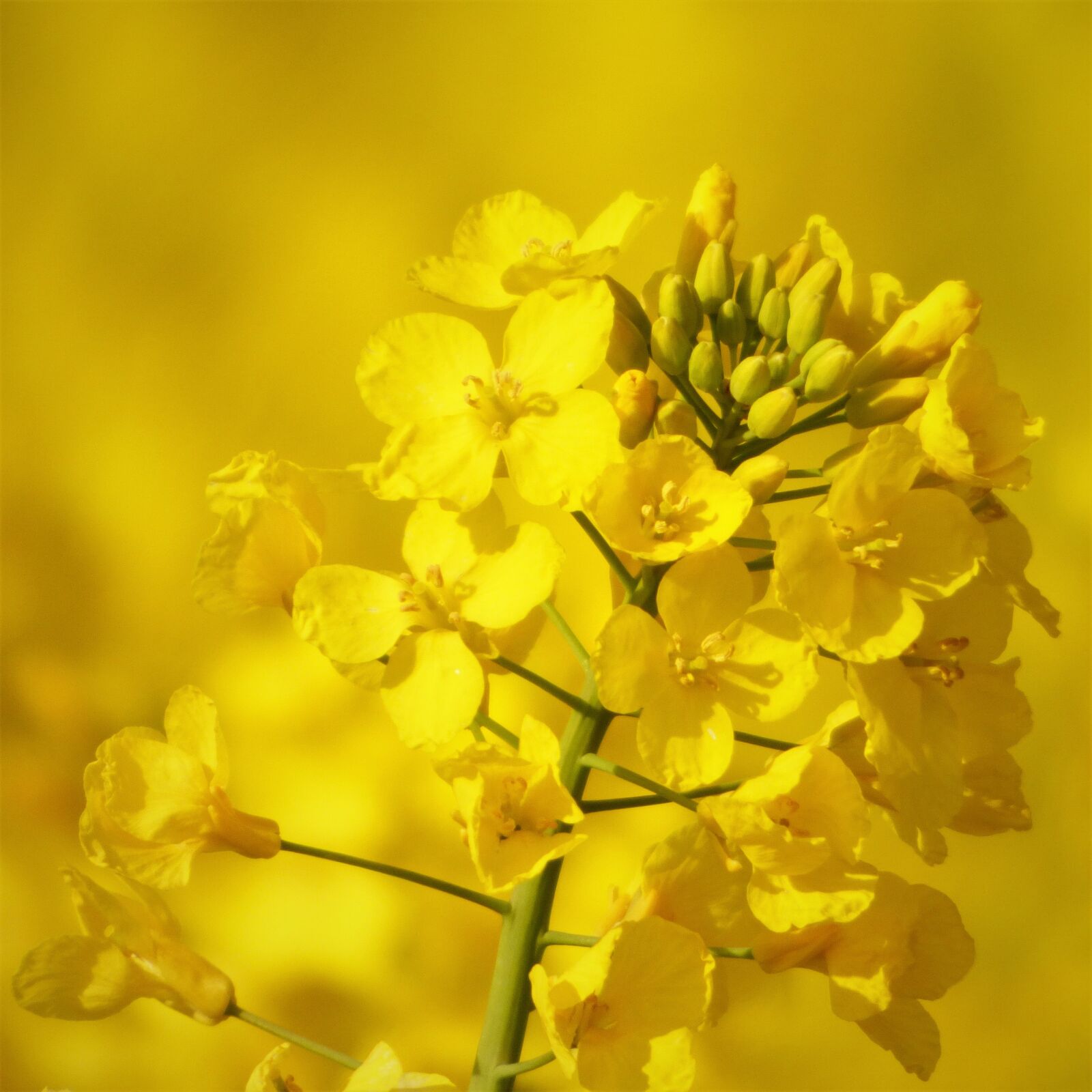Panasonic DMC-FZ72 sample photo. Rape blossom, oilseed rape photography
