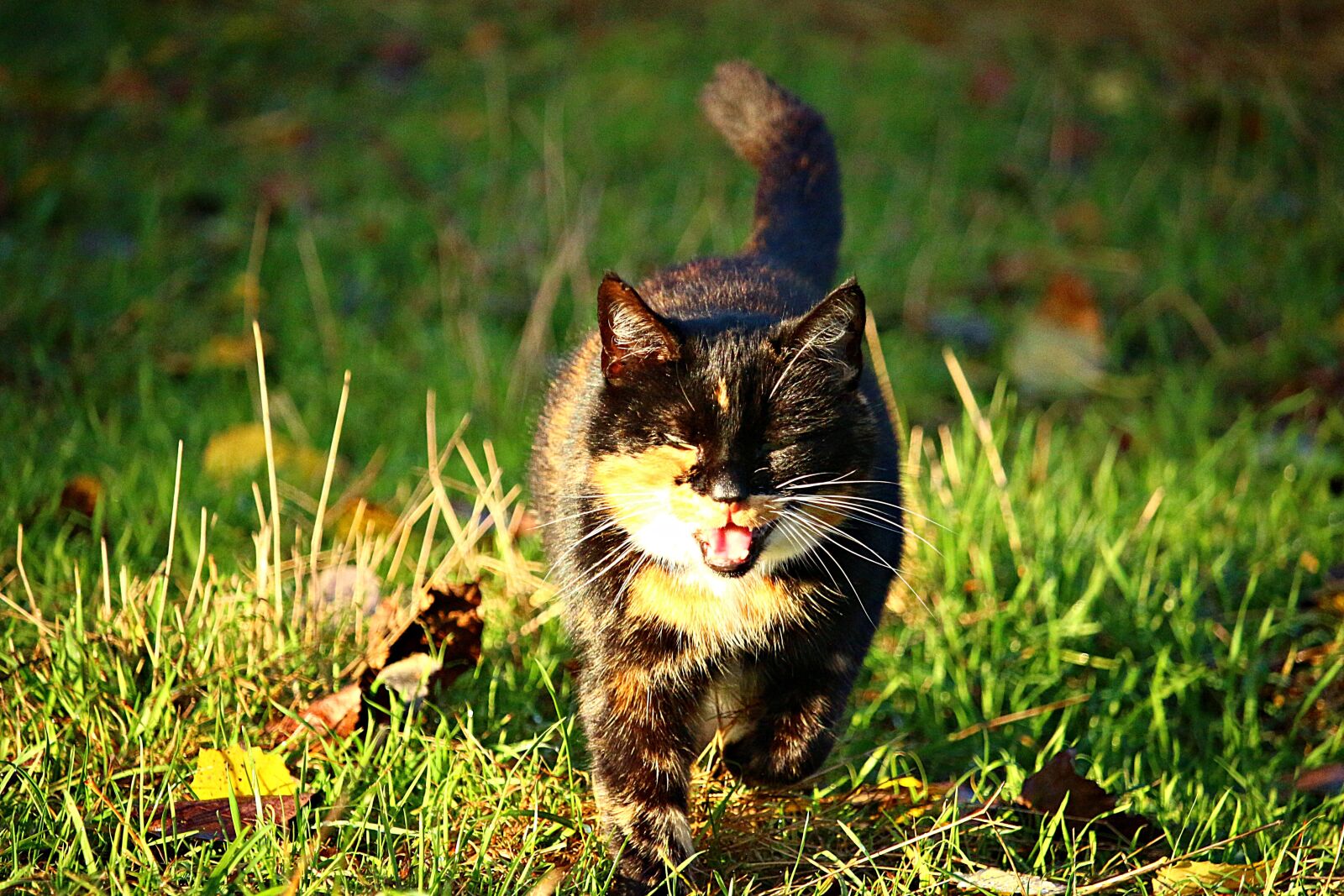 Canon EOS 100D (EOS Rebel SL1 / EOS Kiss X7) sample photo. Cat, mieze, lucky cat photography