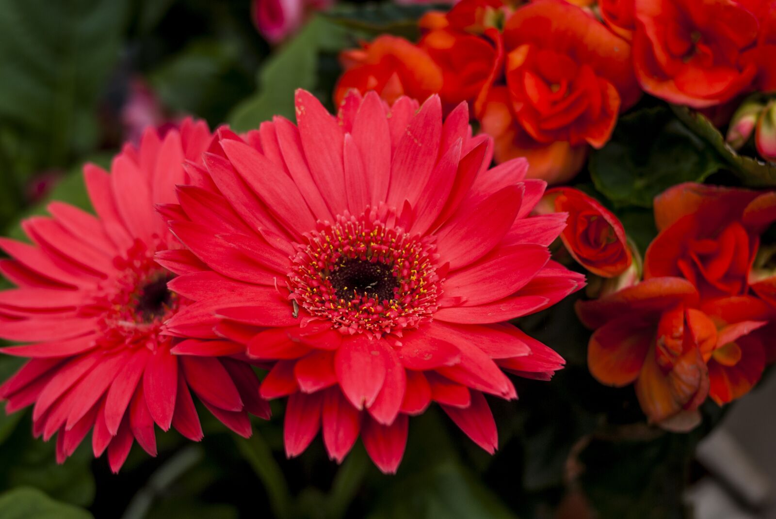 Nikon D60 sample photo. Nice flower, plant, nature photography