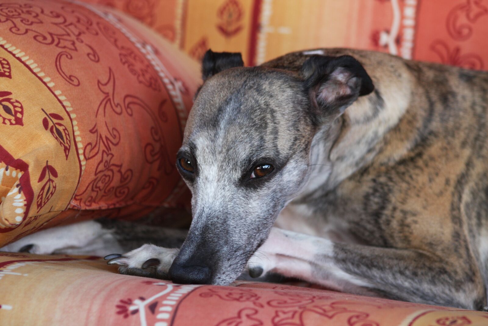 Canon EOS 40D sample photo. Dog, nature, pet photography