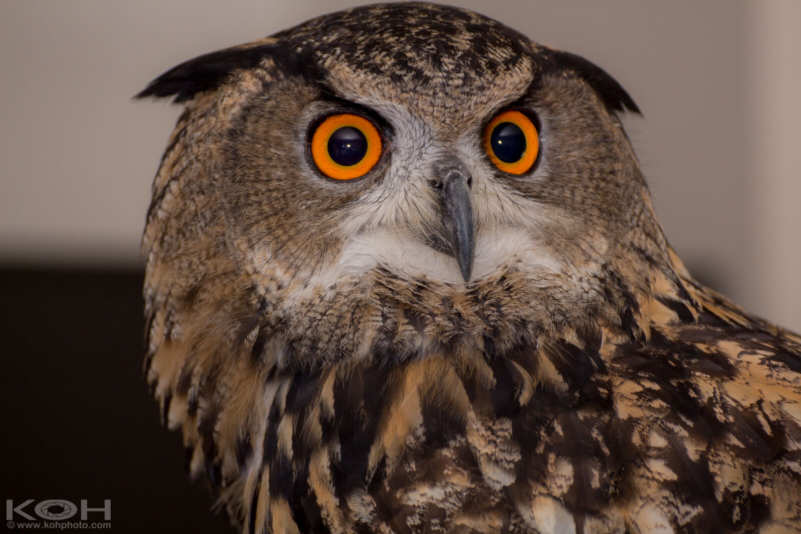 Tamron SP 70-300mm F4-5.6 Di VC USD sample photo. Bird, eyes, nocturnal, owl photography