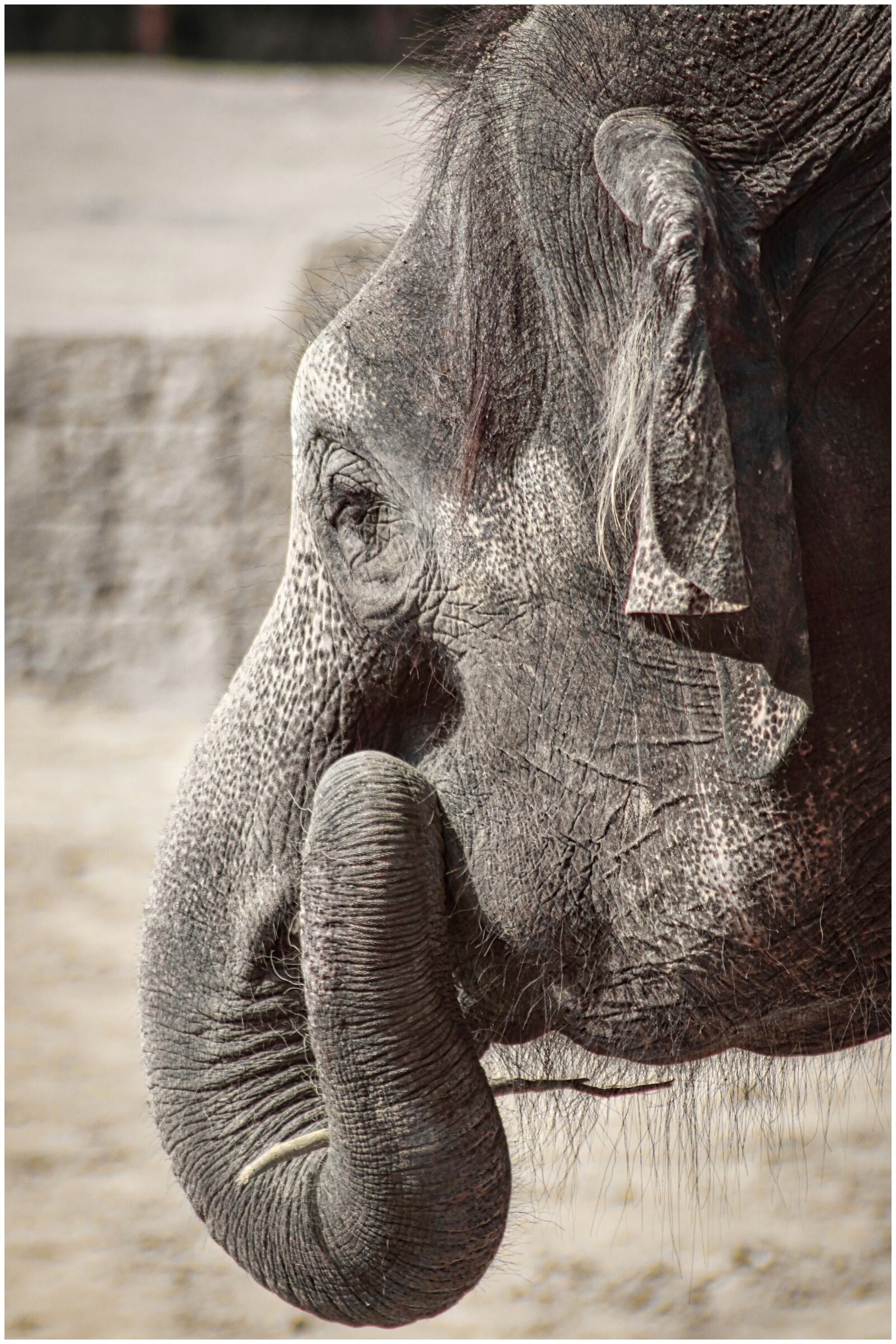 Canon EF75-300mm f/4-5.6 sample photo. Elephant, skin, fold photography