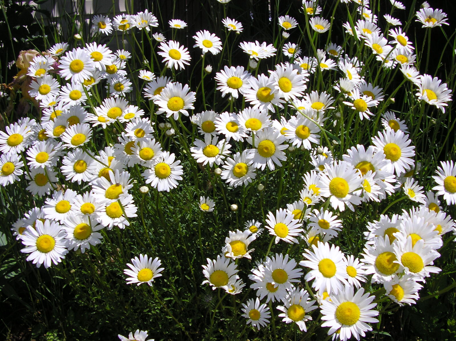 Olympus IR-500 sample photo. White, flowers, blooming, outdoors photography