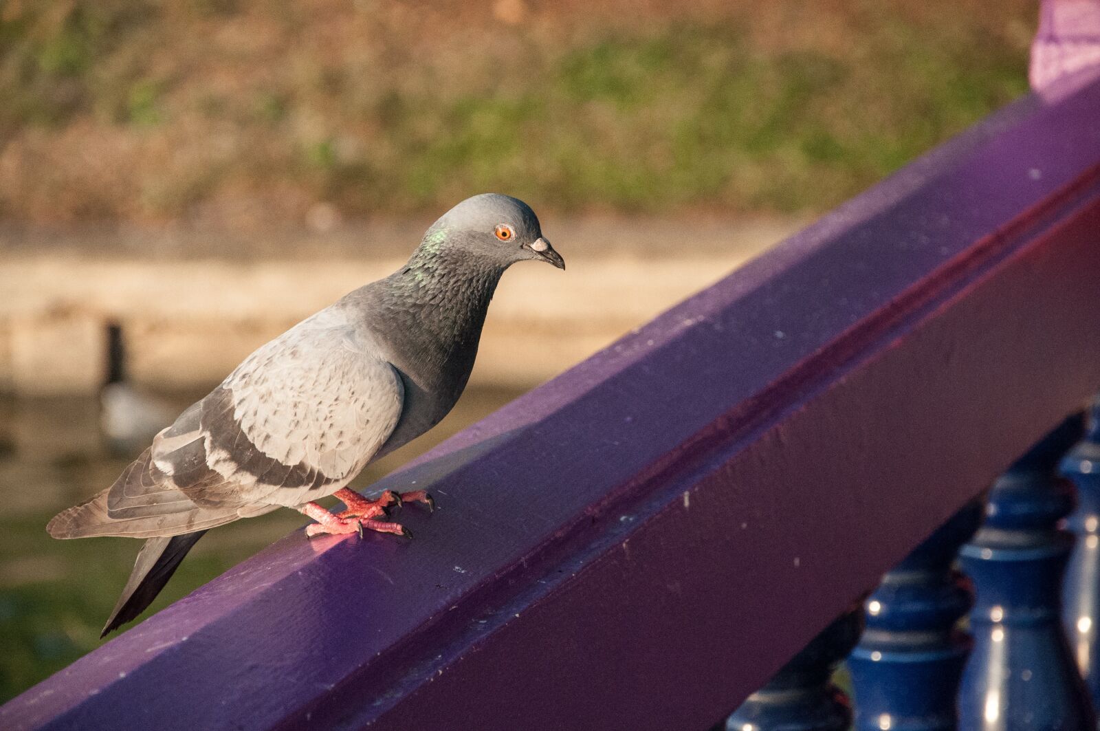 Nikon D90 sample photo. Birds, pigeon photography