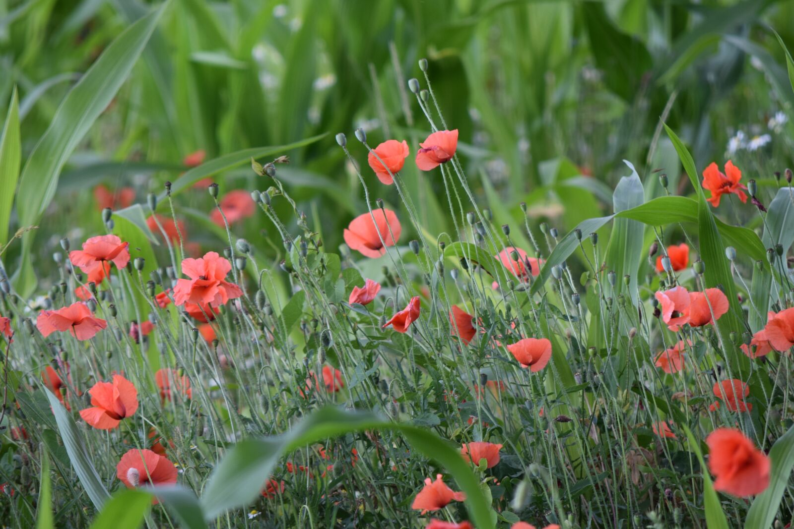 Nikon D3300 sample photo. Poppy, flowers, flower meadow photography