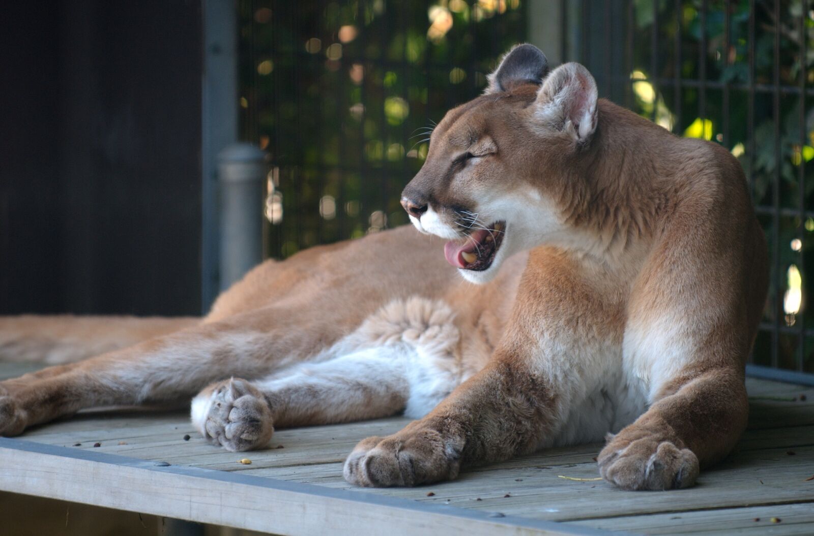 Nikon D300 sample photo. Cougar, puma, mountain lion photography
