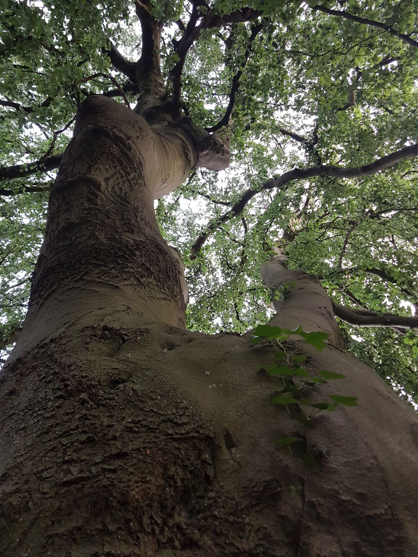 Samsung Galaxy S7 sample photo. Tree, nature photography
