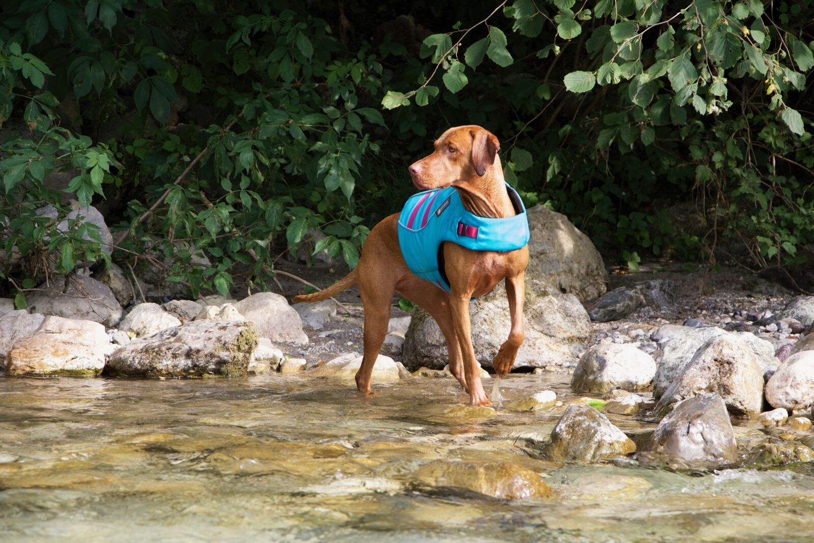 Canon EOS 700D (EOS Rebel T5i / EOS Kiss X7i) sample photo. Dog, vizsla, animal photography