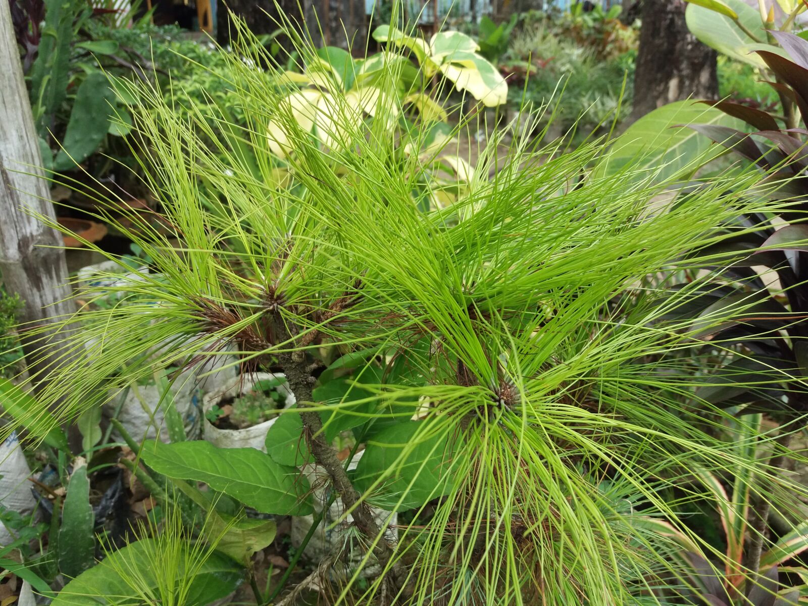 Samsung Galaxy J5(2016) sample photo. Flowers, nature, green photography