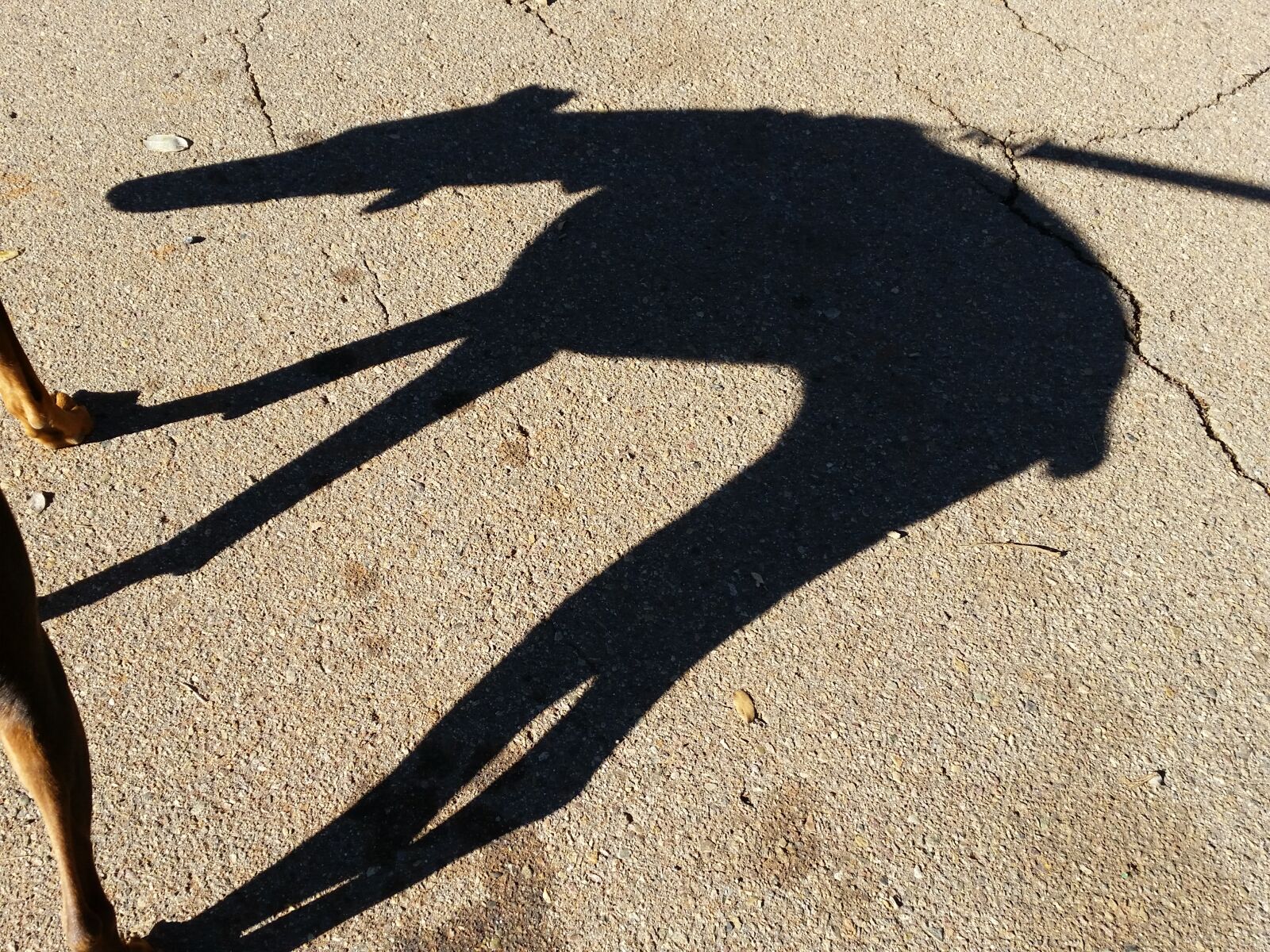 Samsung Galaxy S5 sample photo. Dog, shadow photography