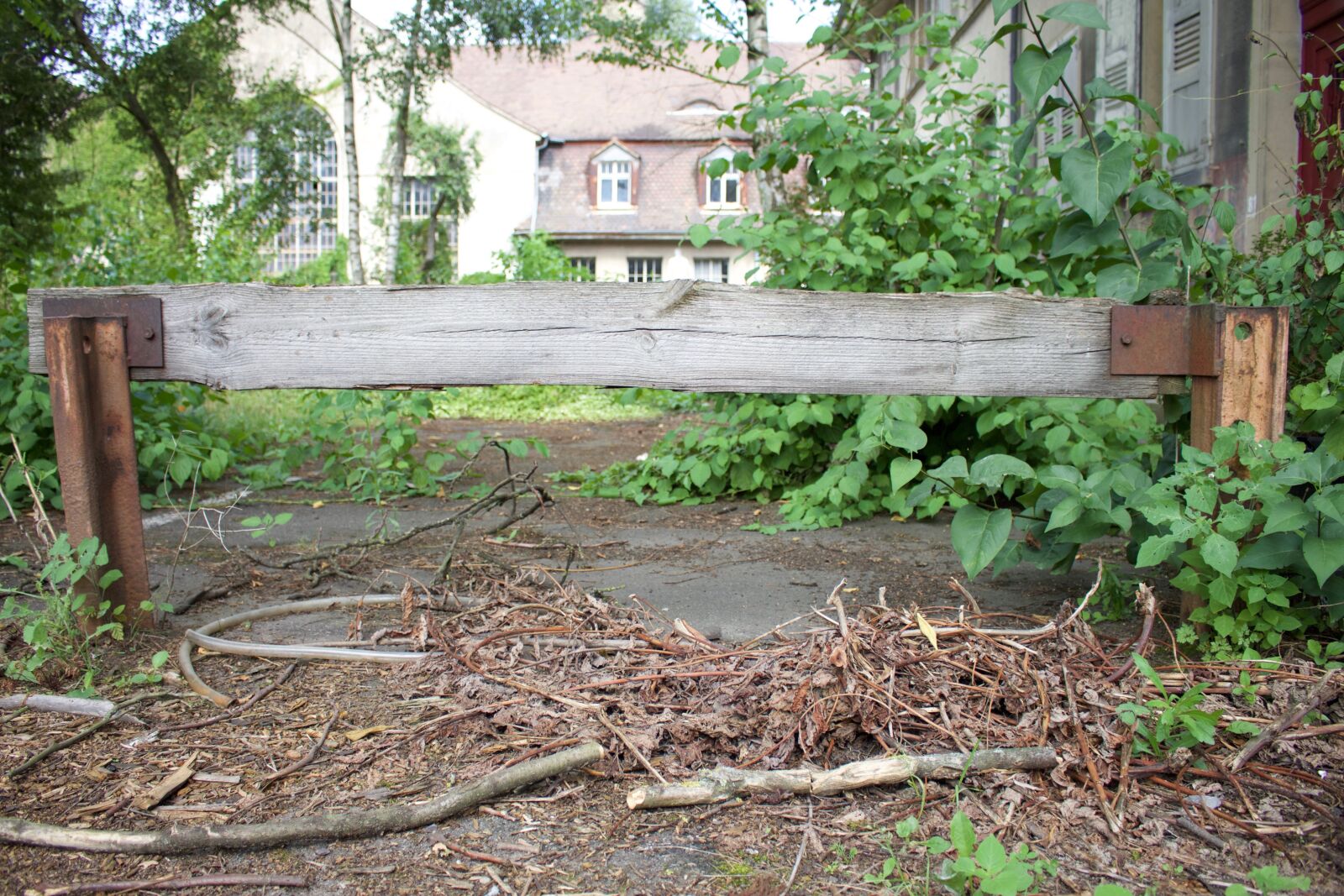 Canon EOS 700D (EOS Rebel T5i / EOS Kiss X7i) sample photo. Wood, leaves, branch photography