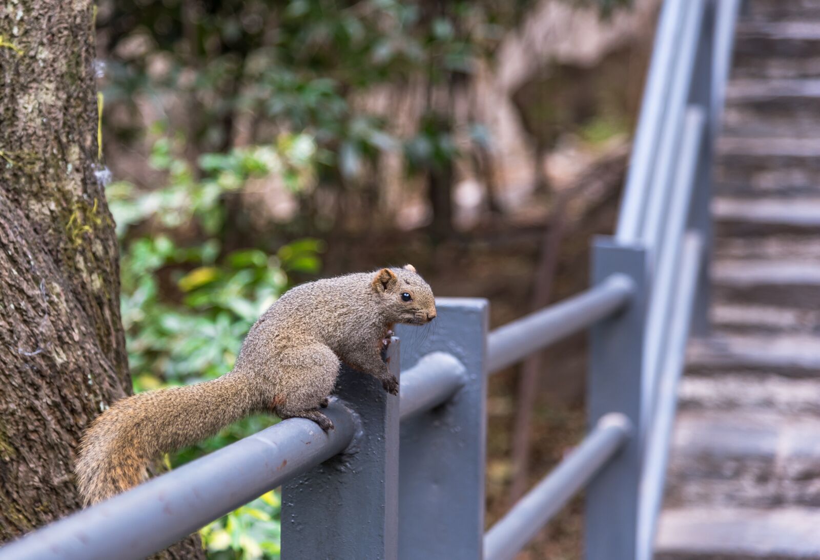 Nikon D750 sample photo. The wild, outdoor, squirrel photography