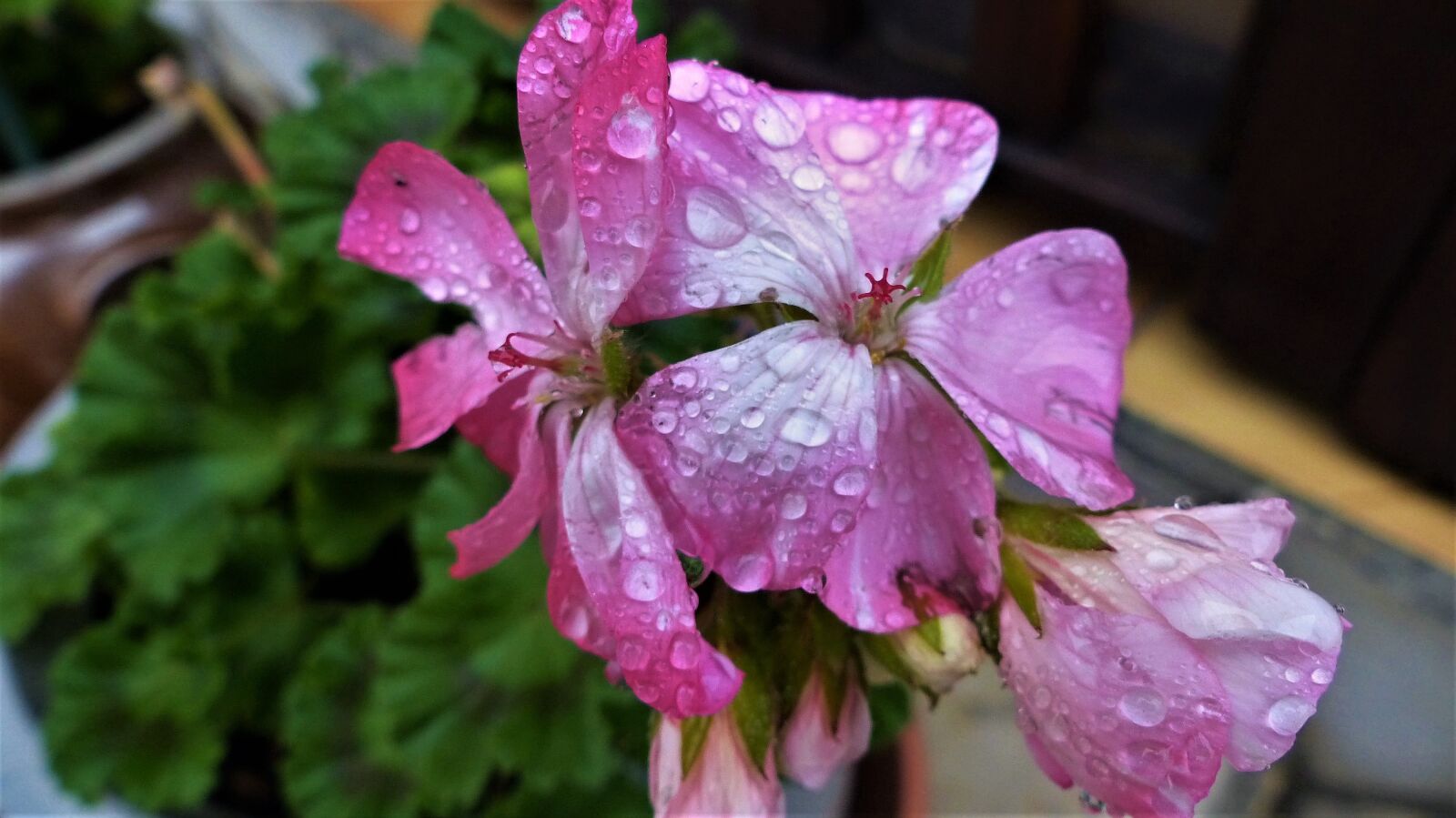 Panasonic Lumix DMC-FZ200 sample photo. Flower, nature, plant photography