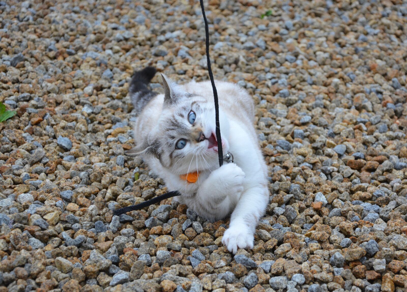 Nikon D5200 sample photo. Cat, kitten player, play photography