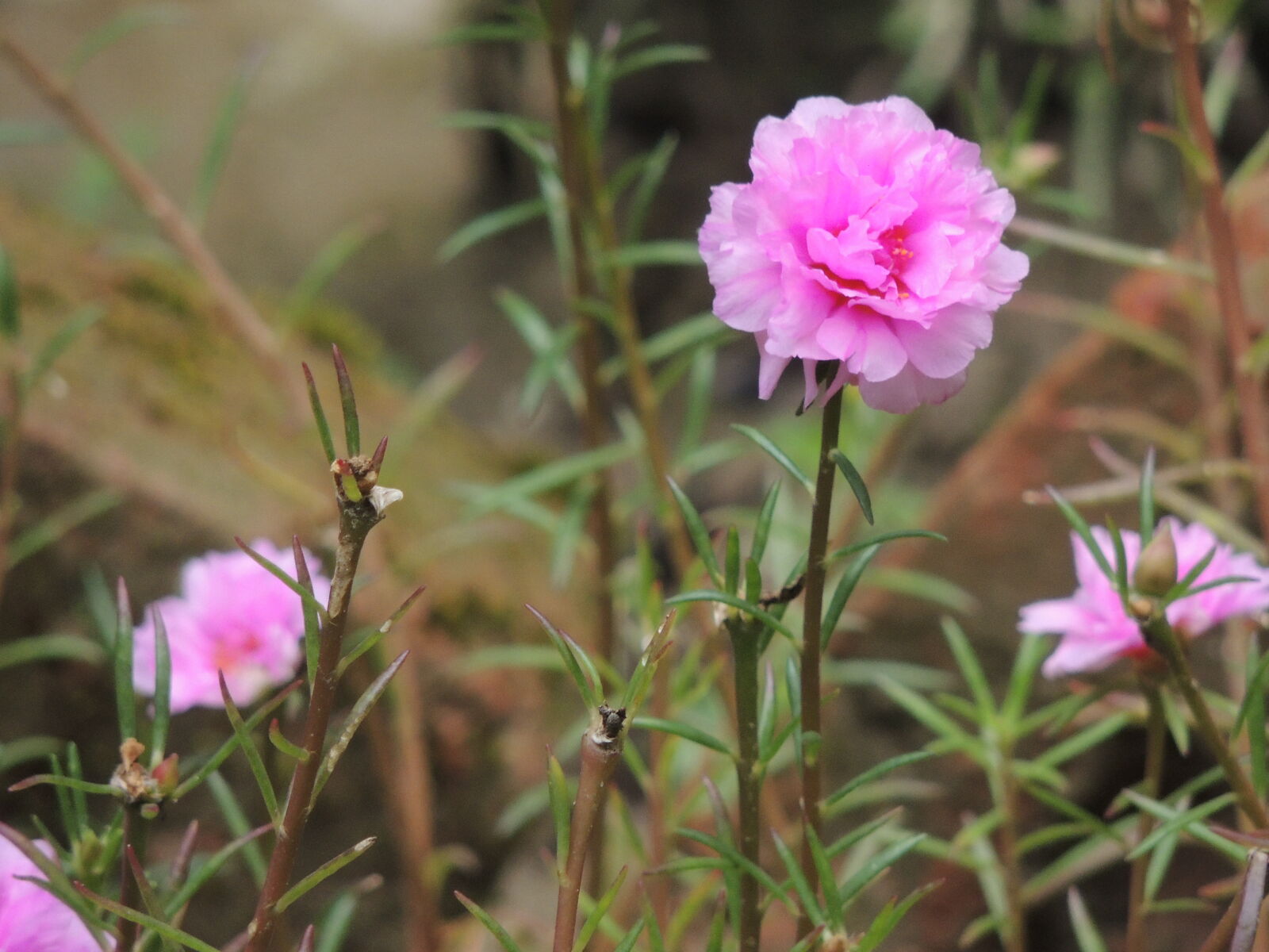 Nikon Coolpix P510 sample photo. Beautiful, flowers photography