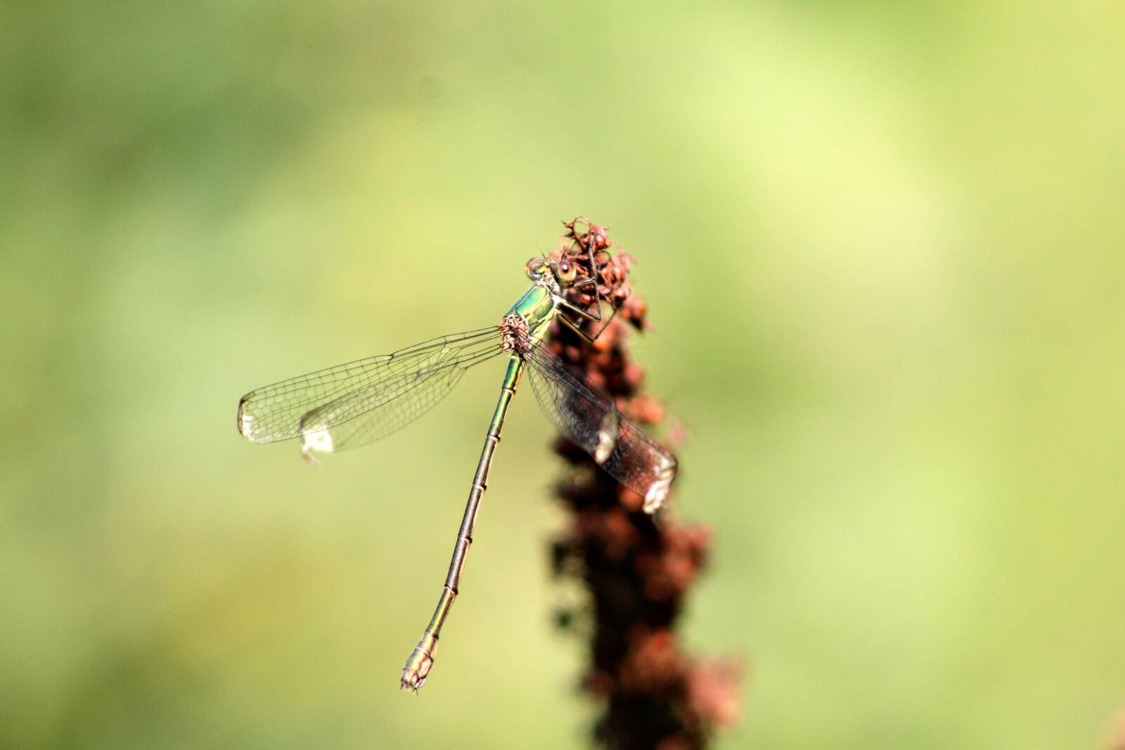 Canon EOS 1300D (EOS Rebel T6 / EOS Kiss X80) sample photo. Dragonfly, nature, close up photography