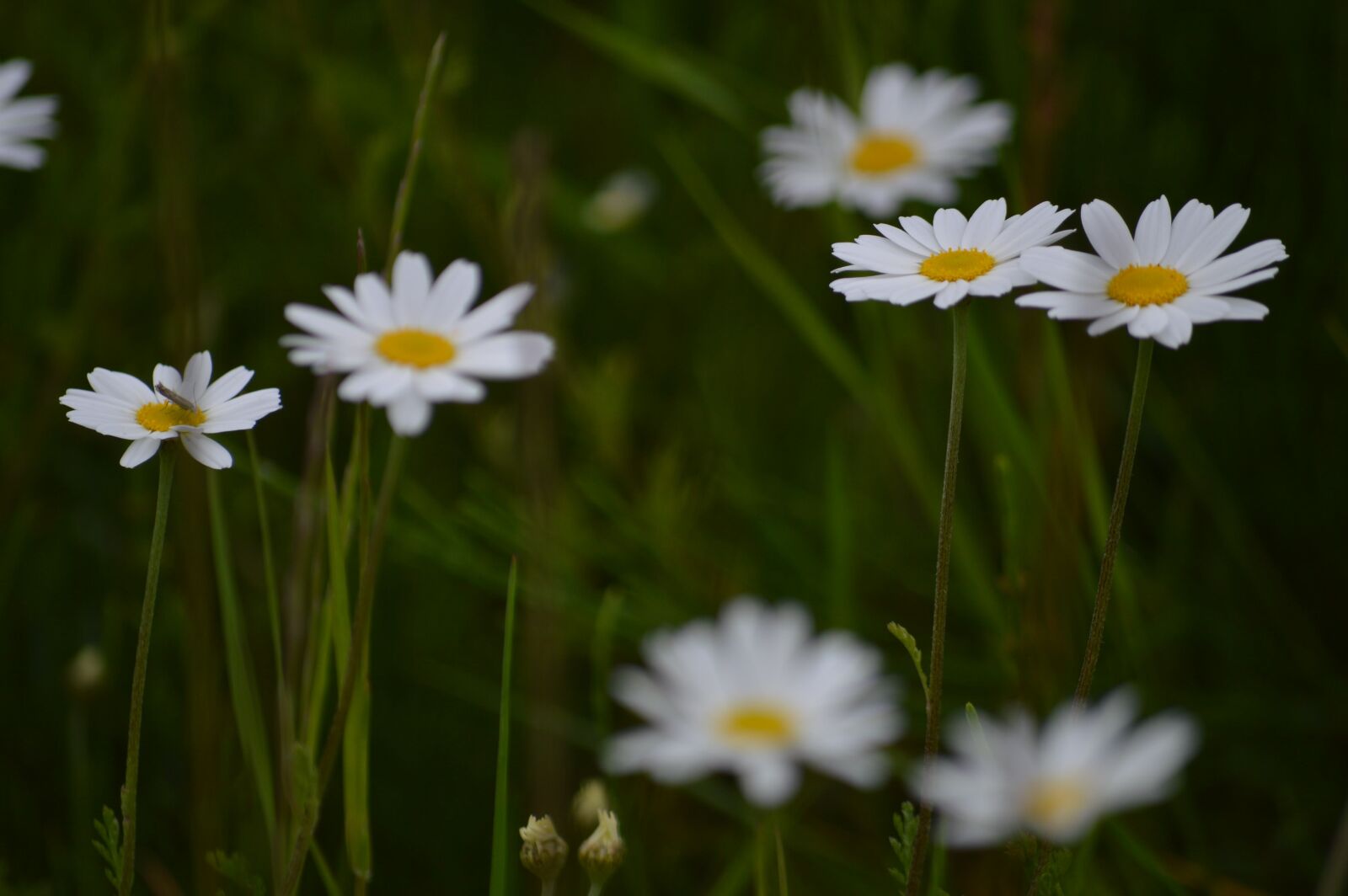 Nikon D3200 sample photo. Flower, nature, blossom photography