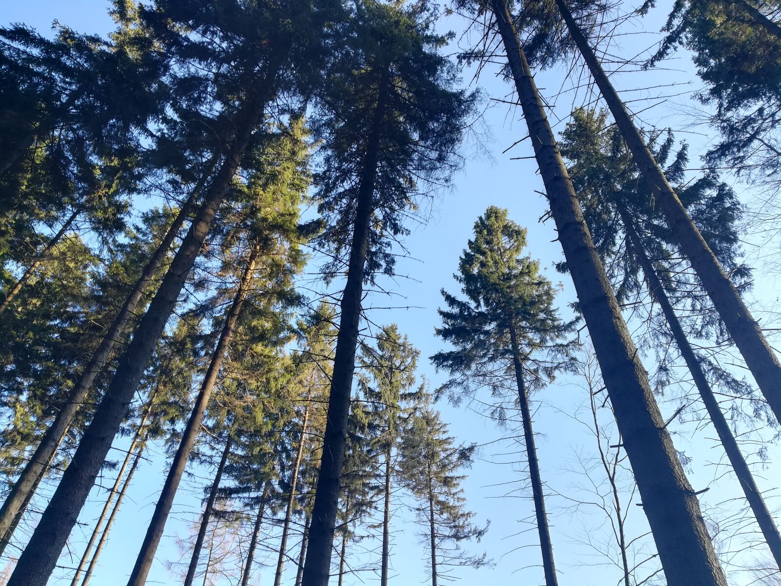 HUAWEI PRA-LX1 sample photo. Trees, sky, forest photography