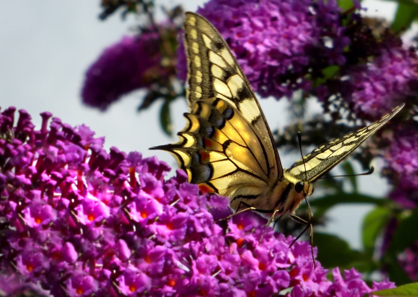 Panasonic DMC-TZ31 sample photo. Butterfly, dovetail, summer lilac photography