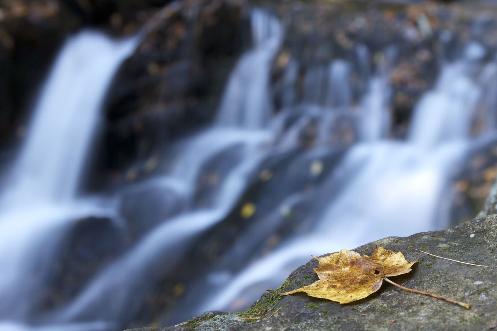 Canon EOS 550D (EOS Rebel T2i / EOS Kiss X4) sample photo. Rock, yellow leaf, leaves photography