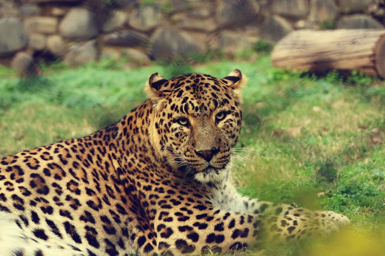 Canon EOS 70D sample photo. Animal, big cat, leopard photography
