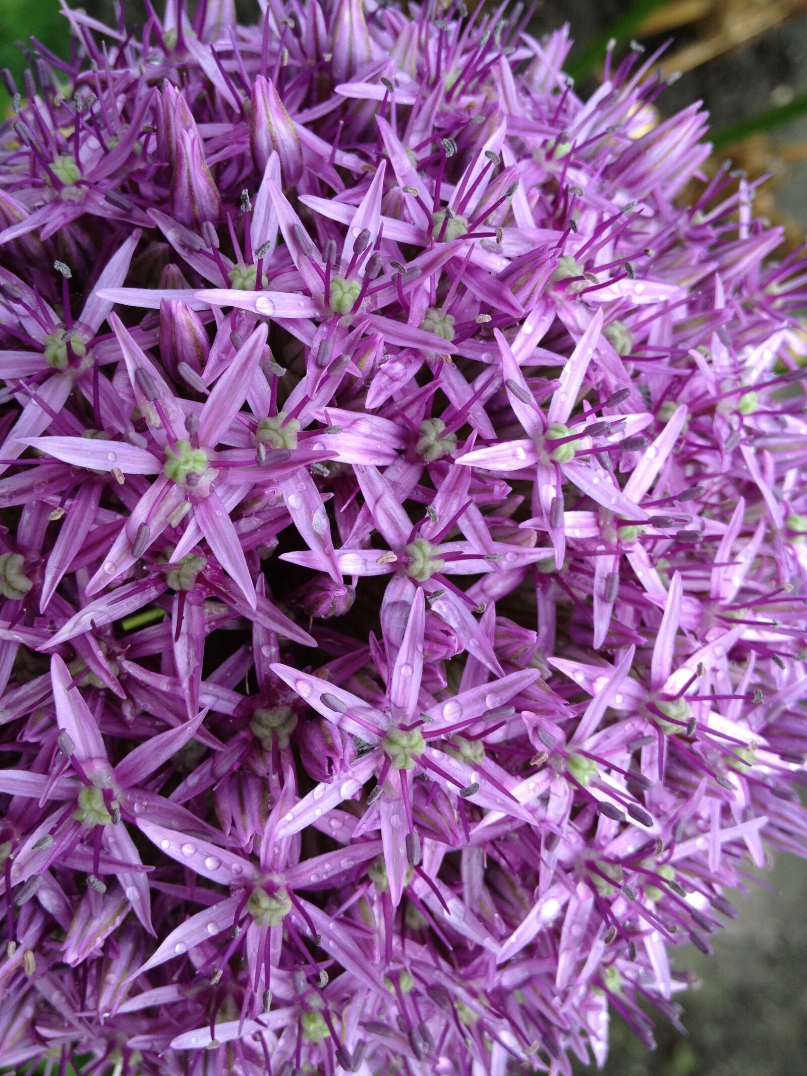 Apple iPhone 4S sample photo. Ornamental onion, early, flower photography