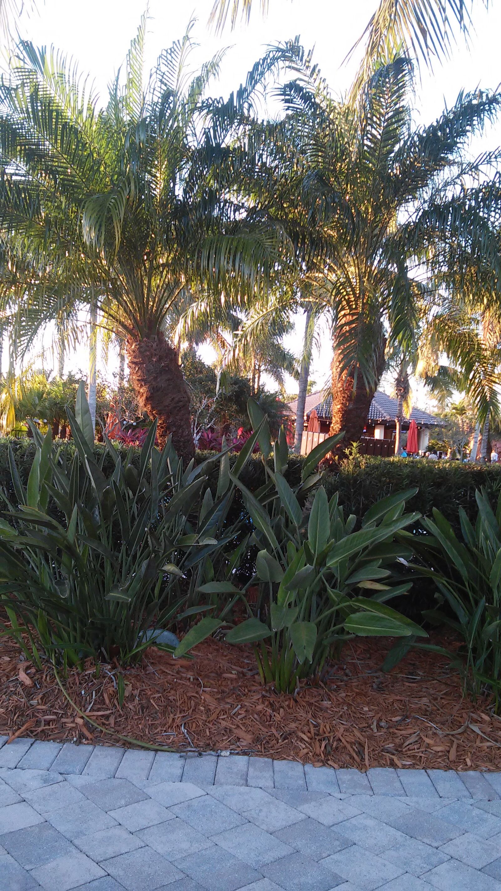 LG VOLT sample photo. Florida, palm, trees, twin photography
