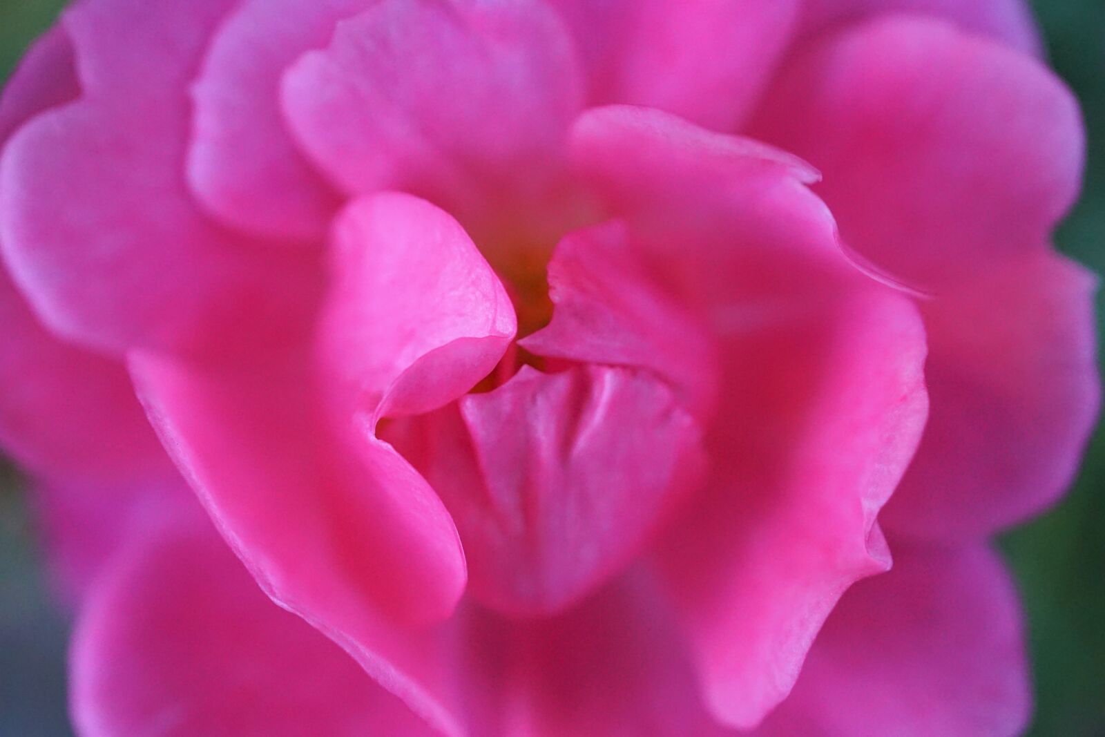 Sony E 30mm F3.5 Macro sample photo. Rose, rose bloom, blossom photography