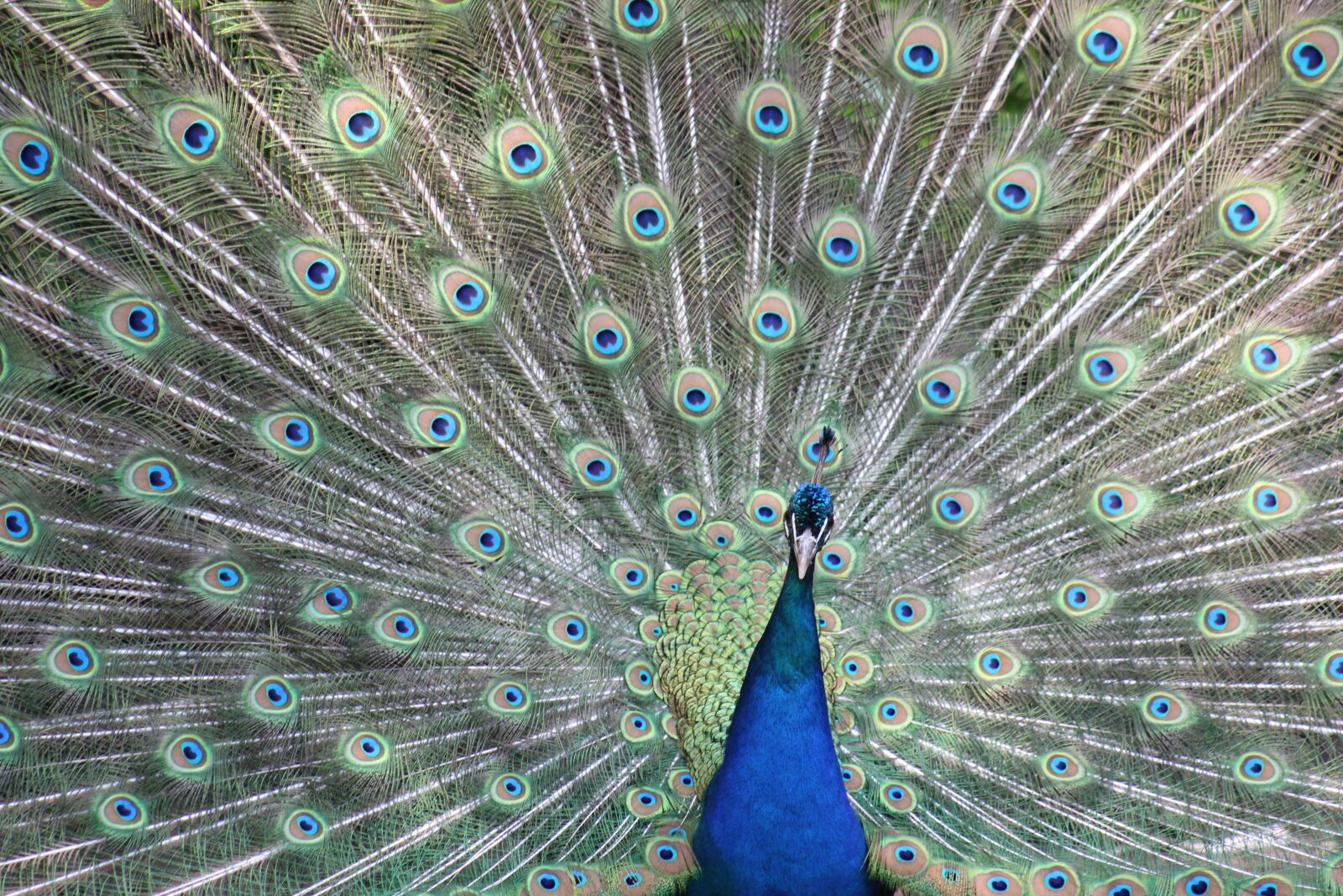 Canon EOS 550D (EOS Rebel T2i / EOS Kiss X4) sample photo. Peacock, plumage, bird photography