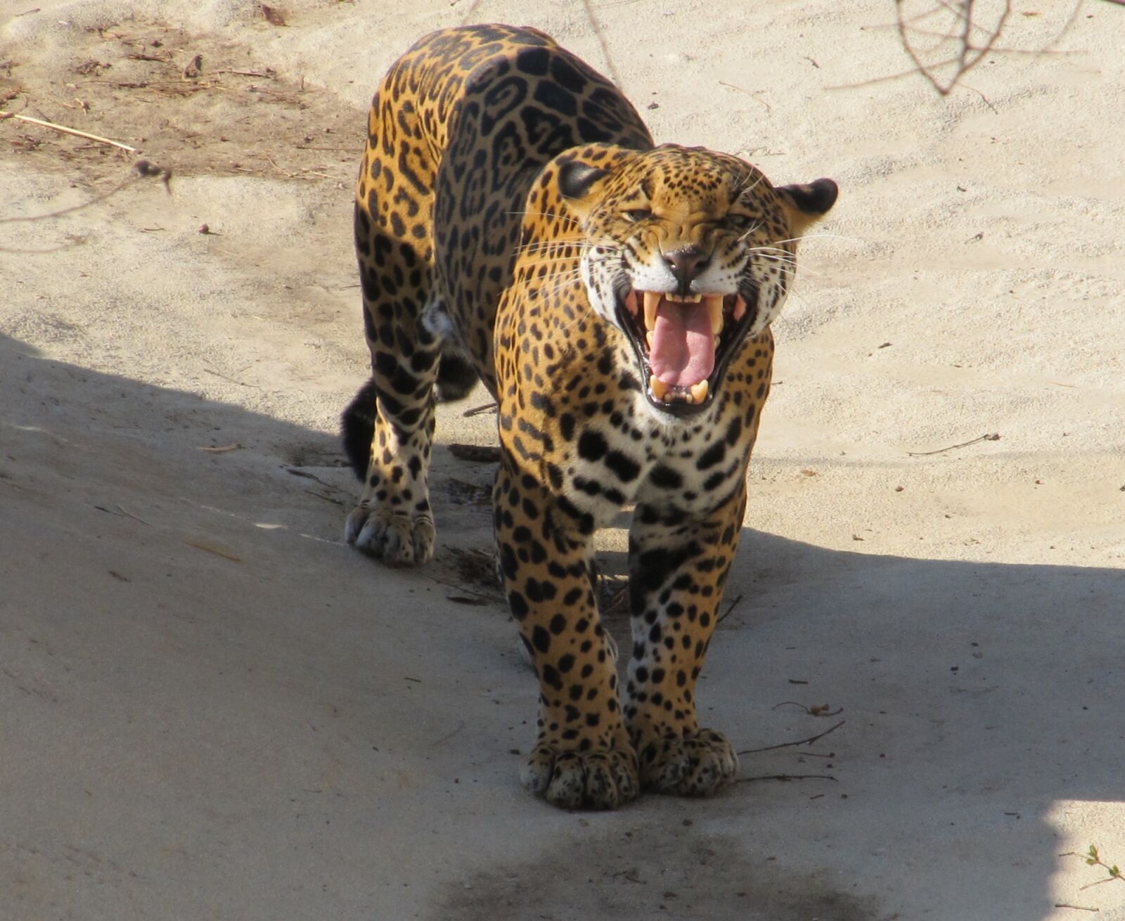 Canon PowerShot SX130 IS sample photo. Jaguar, growling, snarling photography