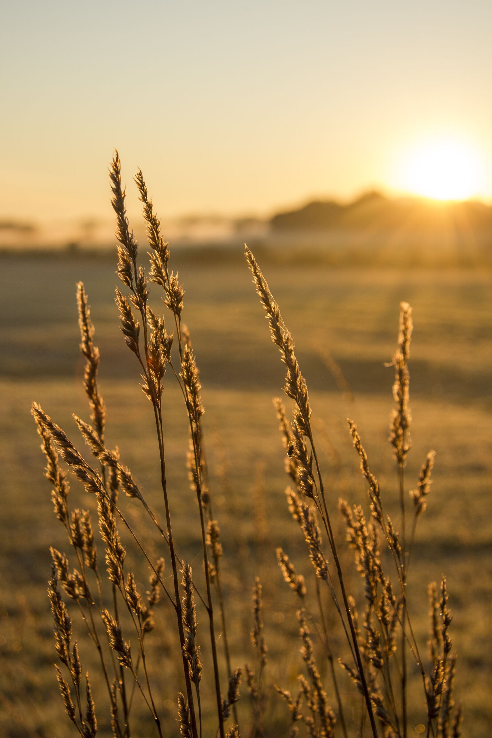 Canon EF-S 17-85mm F4-5.6 IS USM sample photo. Field, sunrise, halm photography