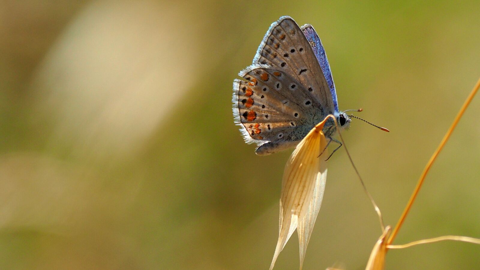 Olympus OM-D E-M10 II sample photo. Nature, insects, butterfly photography