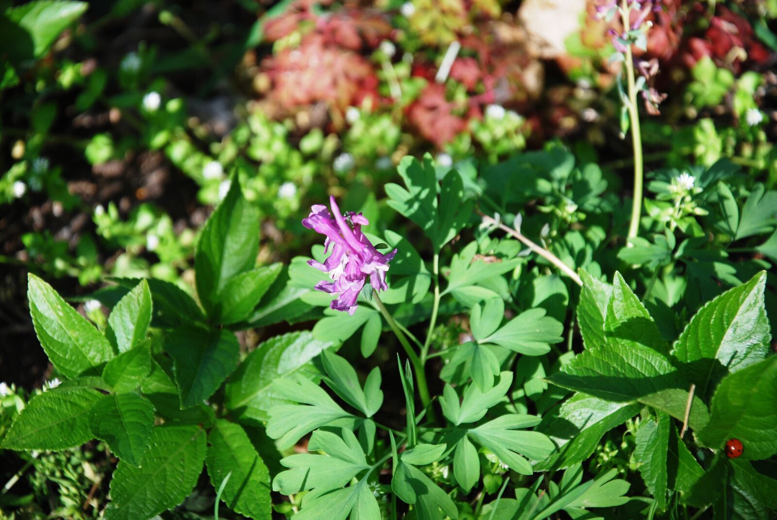Nikon D60 sample photo. Spring, forest, resin photography