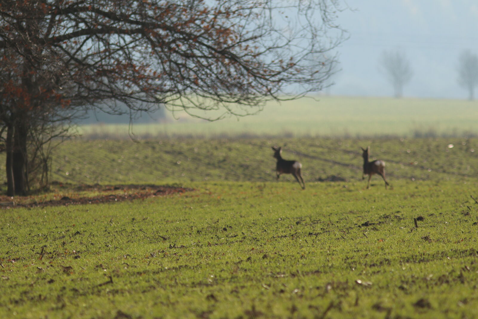 Canon EF 300mm F4L IS USM sample photo