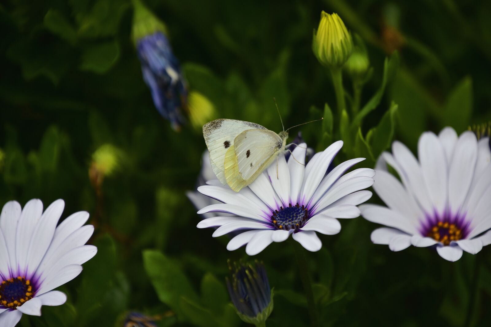 Nikon D7200 sample photo. Flora, garden, nature photography
