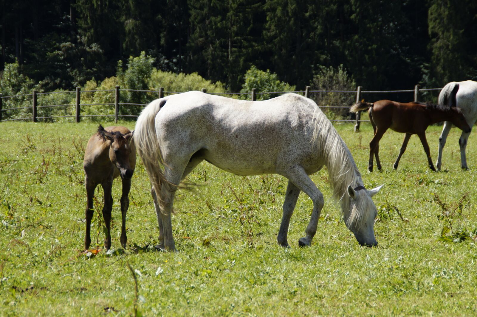 Sony SLT-A58 sample photo. Mares, foal, arabs photography