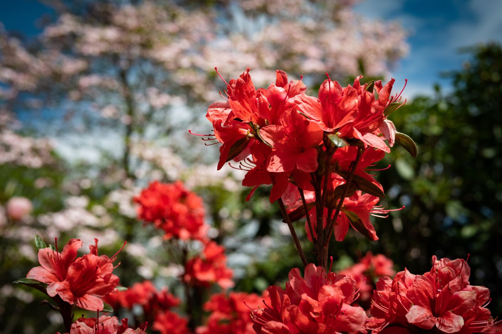 Panasonic Leica DG Summilux 25mm F1.4 II ASPH sample photo. Azalea, blossom, flower photography