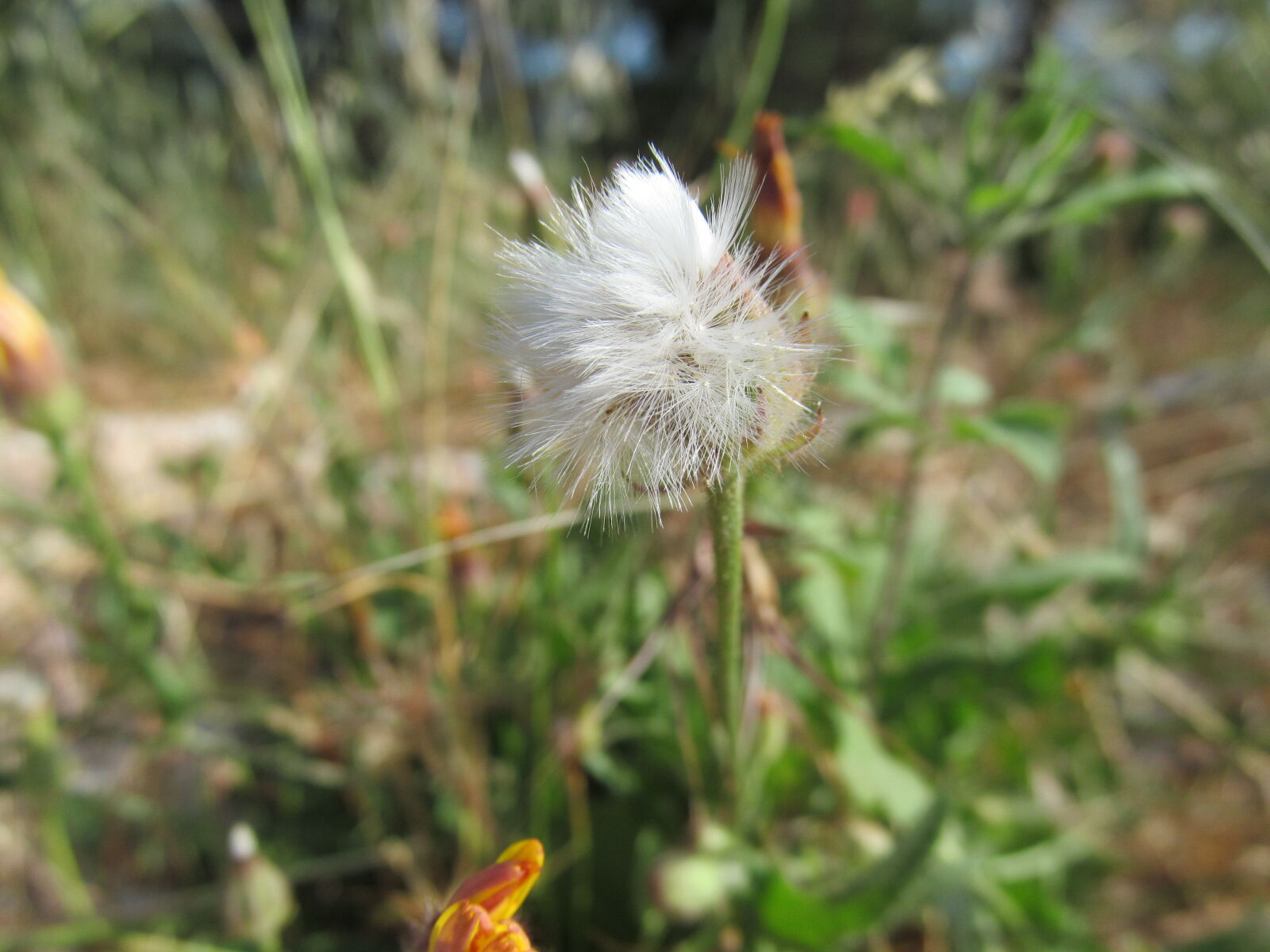 Canon PowerShot SX150 IS sample photo. Flower, macro, nature photography