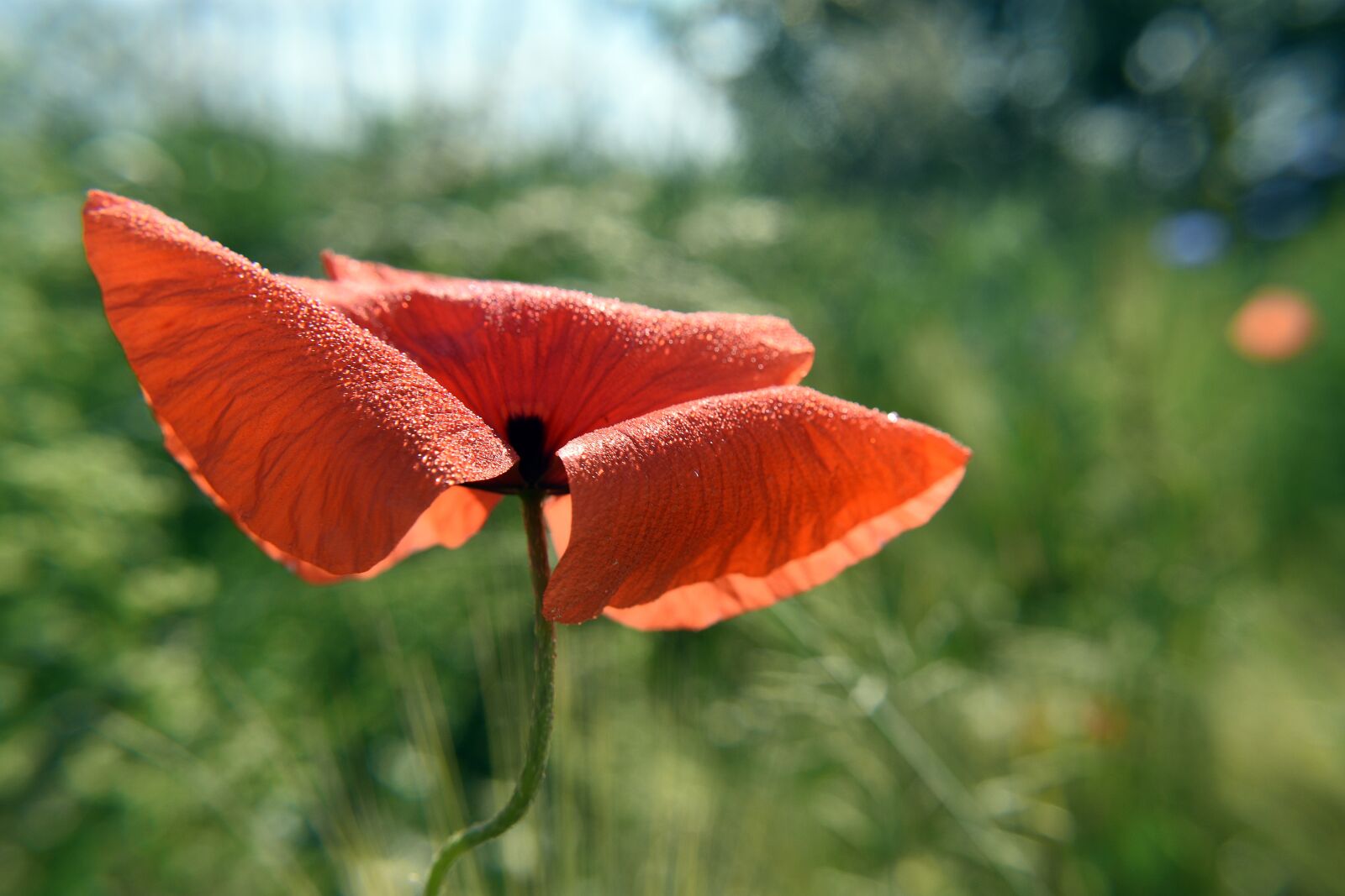 Nikon D3400 sample photo. Poppy, poppies, red photography