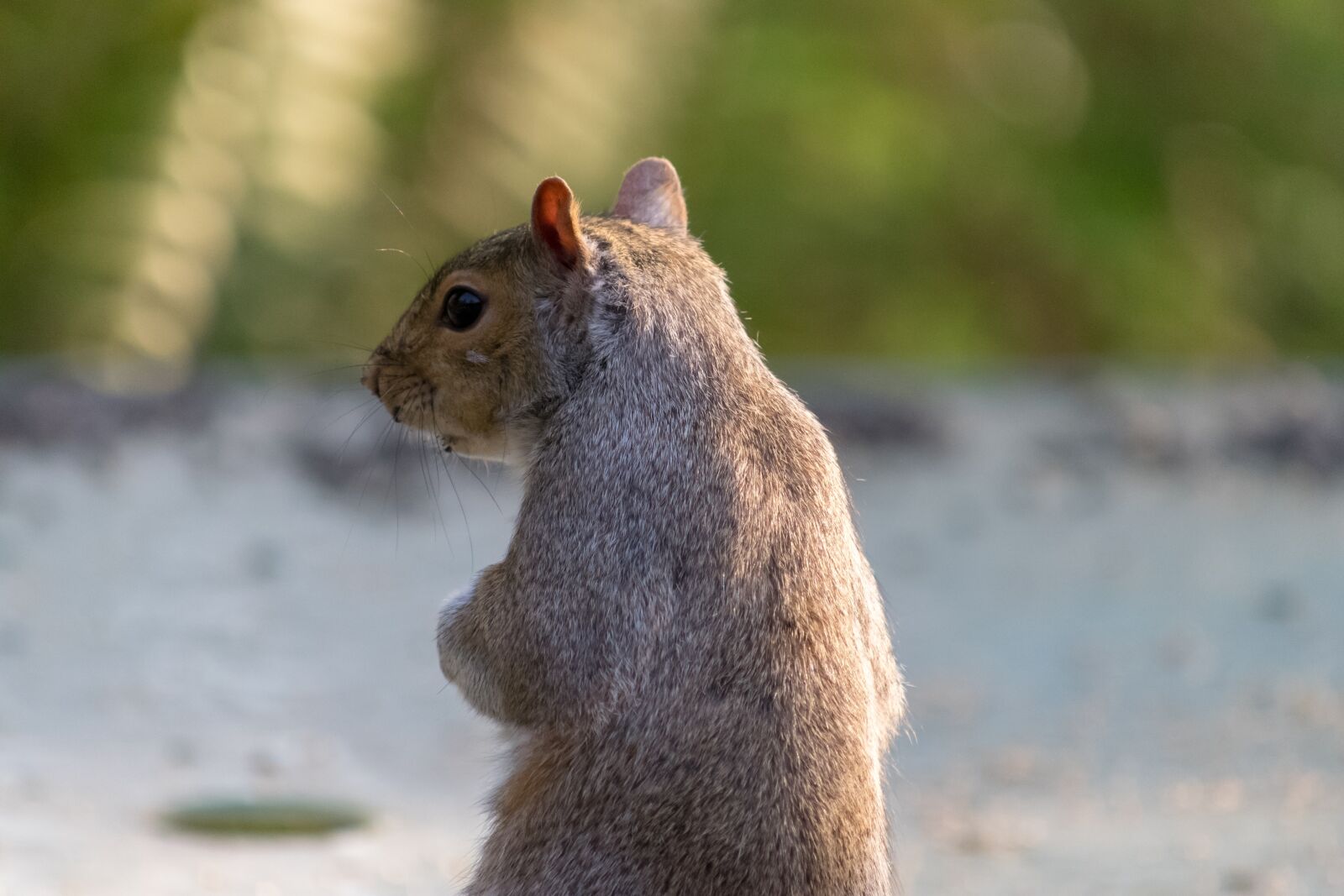 Nikon D3300 sample photo. Nature, animal, wildlife photography