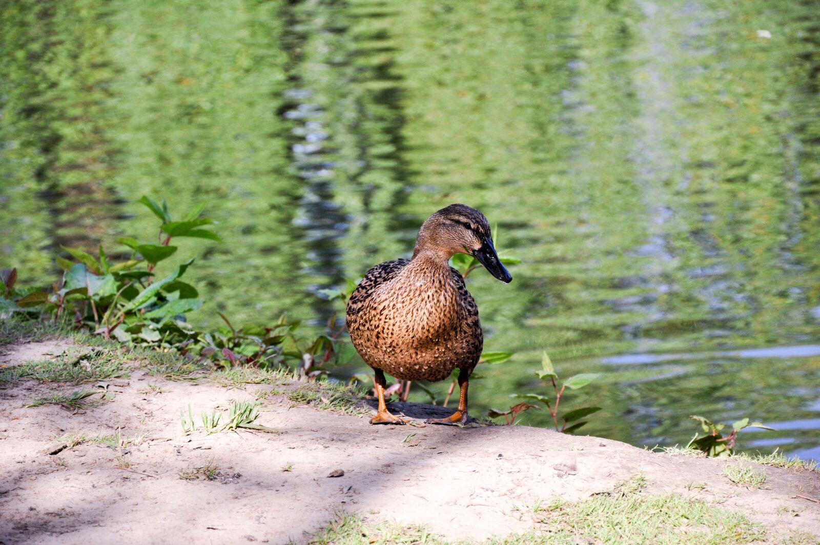 Nikon D90 sample photo. Animal, duck, nature photography