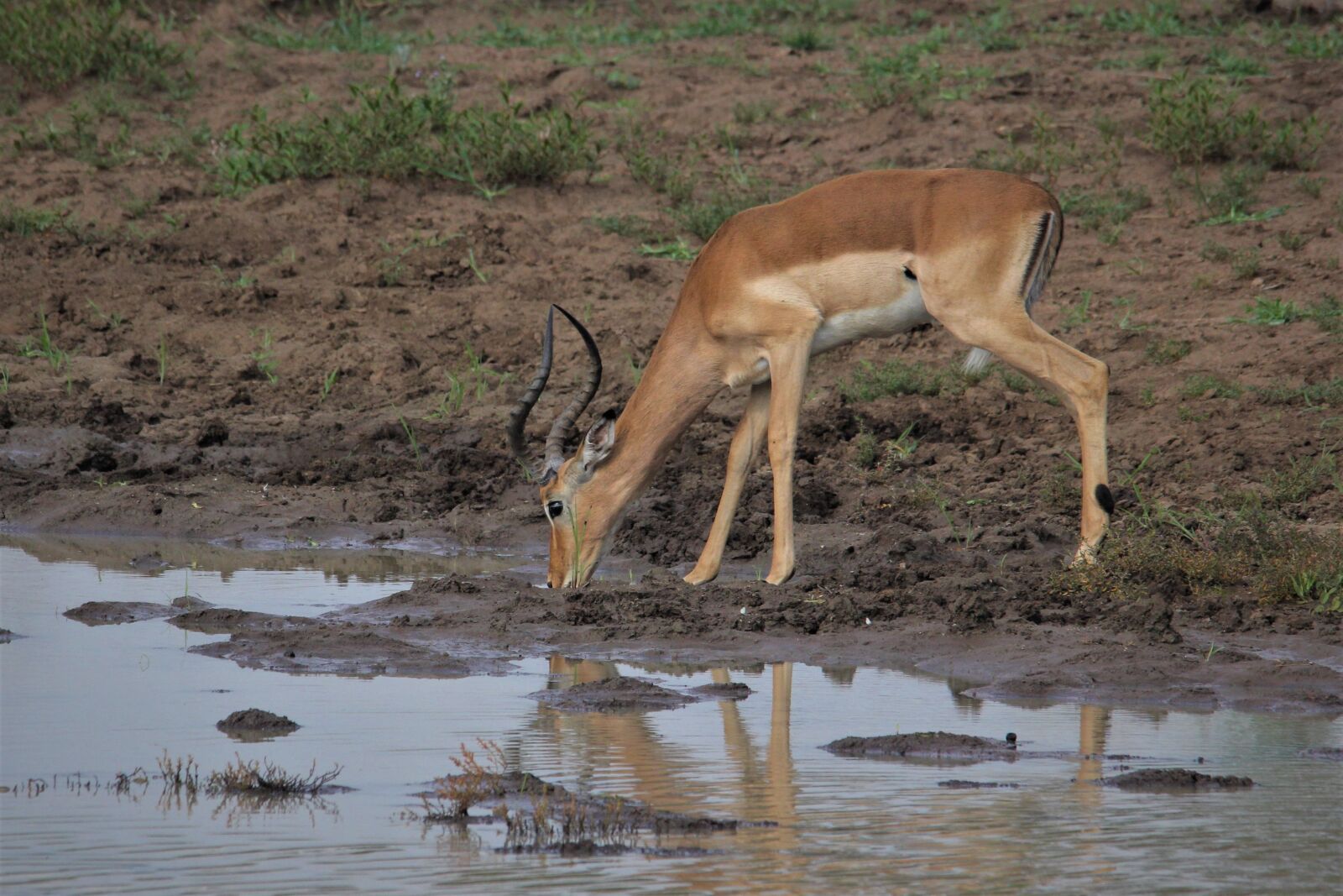 Canon EOS 60D sample photo. Impala, red, ram photography