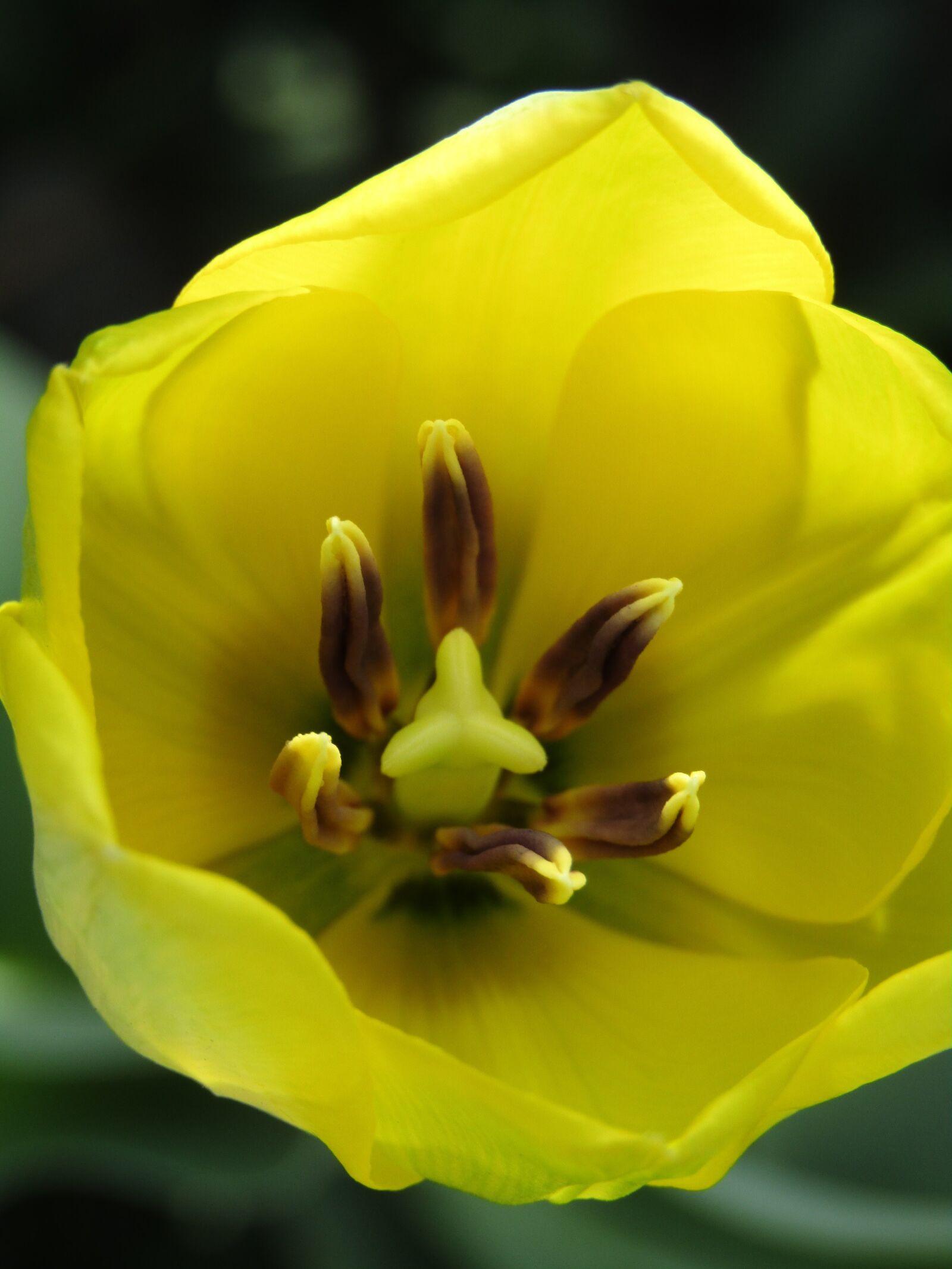 Canon PowerShot SX420 IS sample photo. Nature, tulip, yellow photography