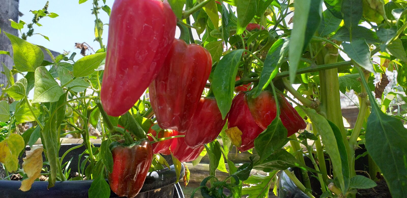 Samsung Galaxy J6+ sample photo. Capsicum, chilly, vegetables photography
