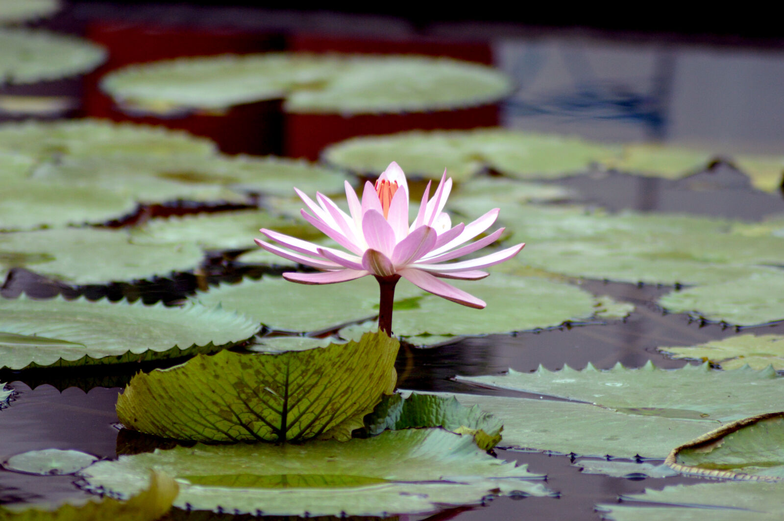 Nikon D3200 sample photo. Flower, lotus, pond photography